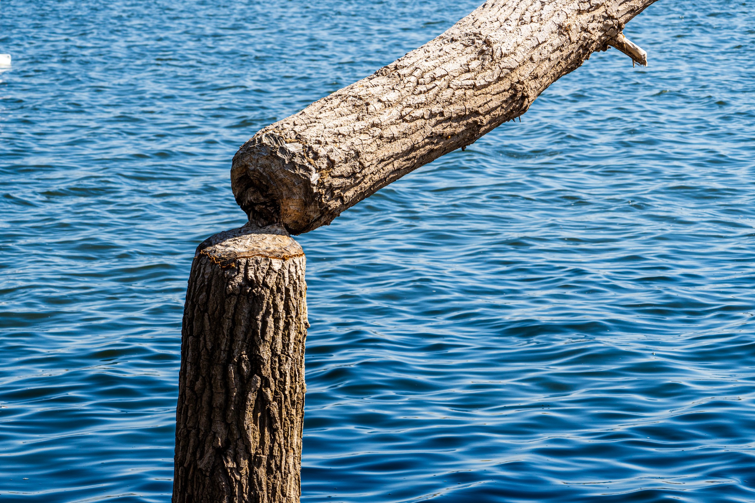 USA 2024 5 Sterne 142